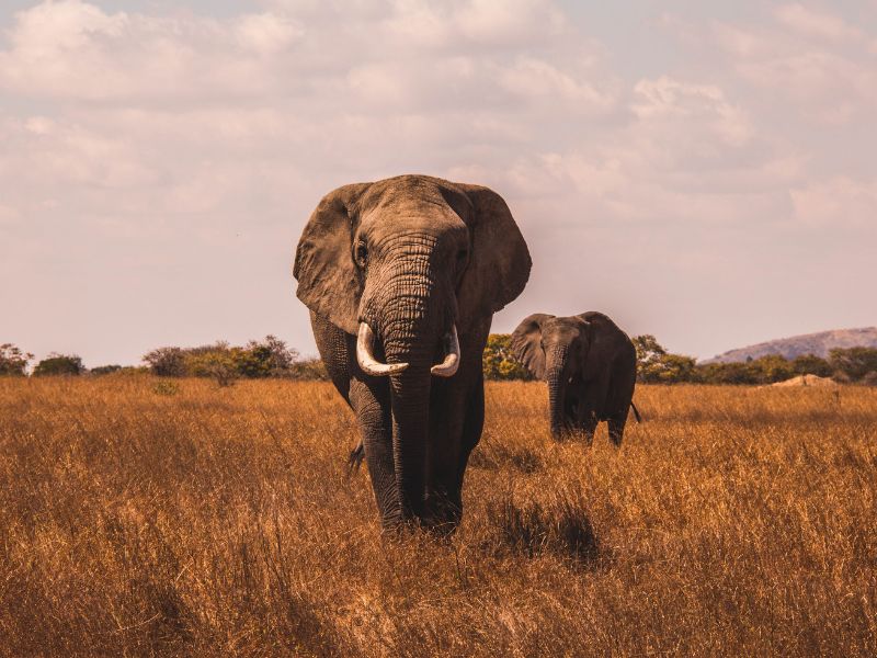 In David Attenborough’s Footsteps: Top 5 African Destinations to live out your own wildlife documentary