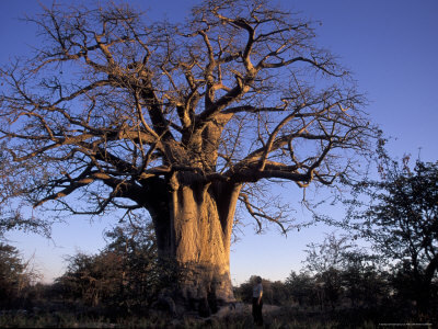 baobab-tree-gweta