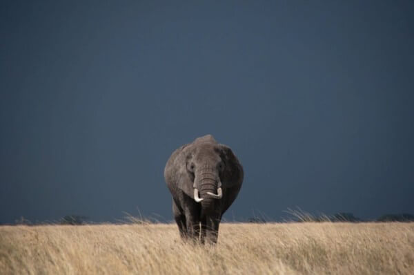 KHS7 Day 2: Samburu Game Reserve, Kenya