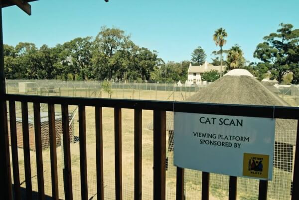 acat scan_cheetah encounter