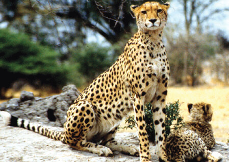 cheetah