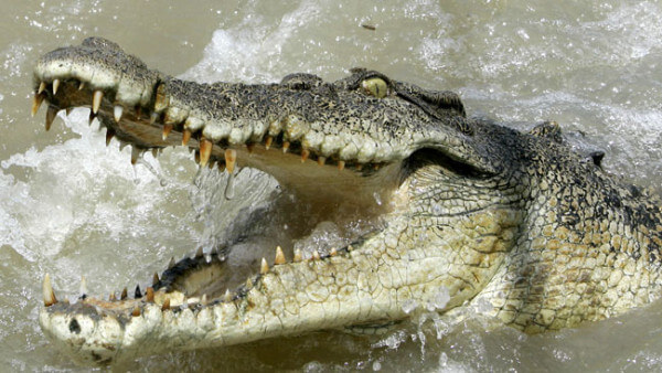 crocodile_attack|Paul-Templer|andrew_oberle_chimpanzee