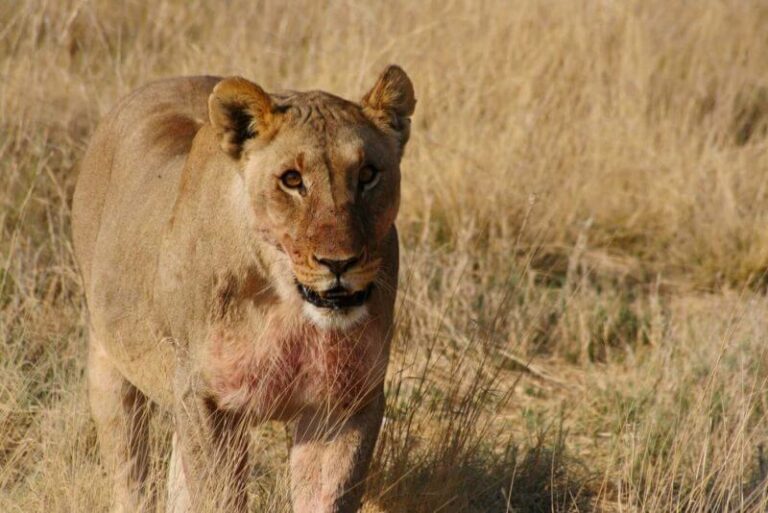 Top Tips for Epic Wildlife Photography