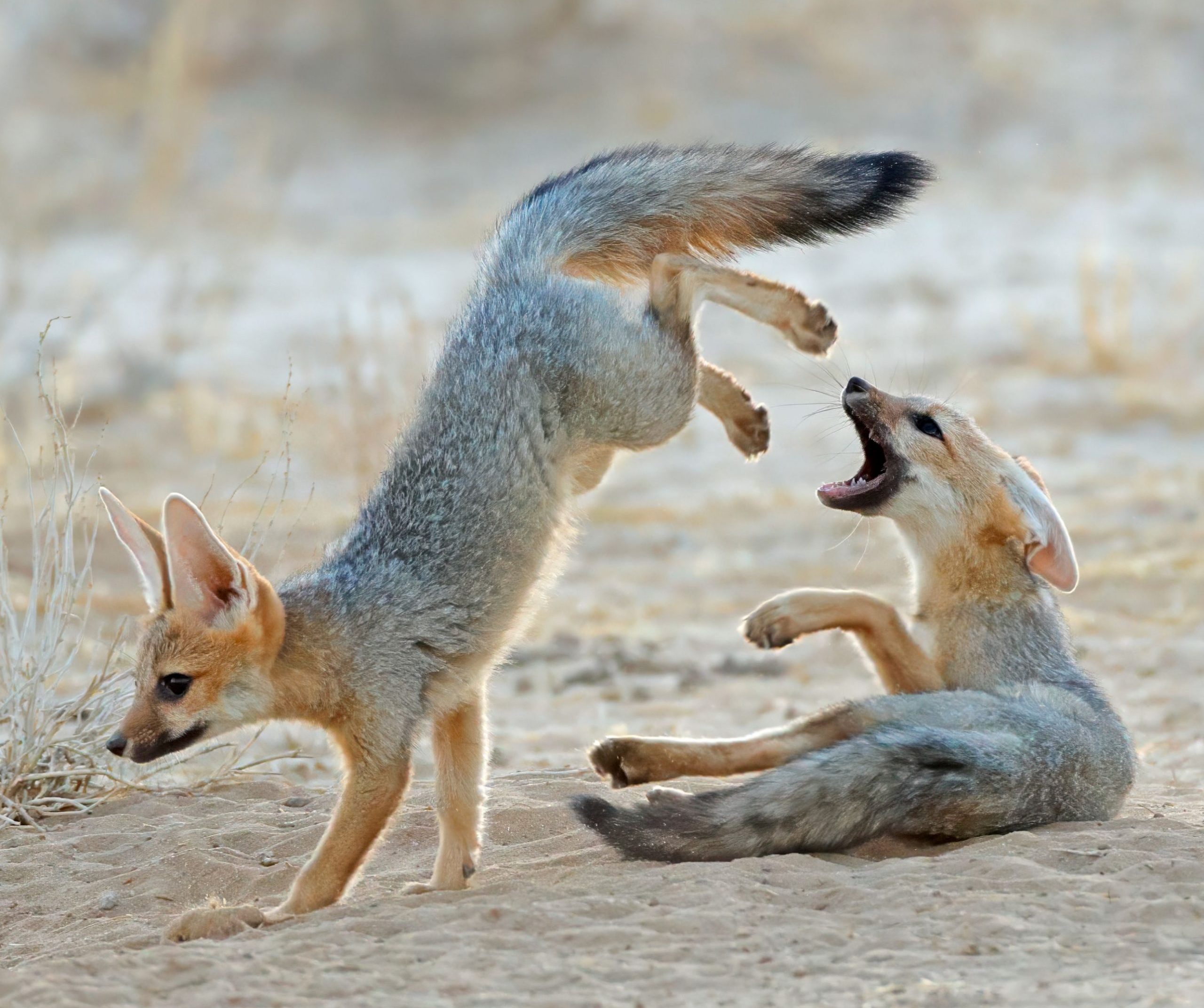 Cape foxes at play in kahalari desert
