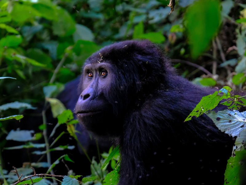 Gorilla Trekking Adventure