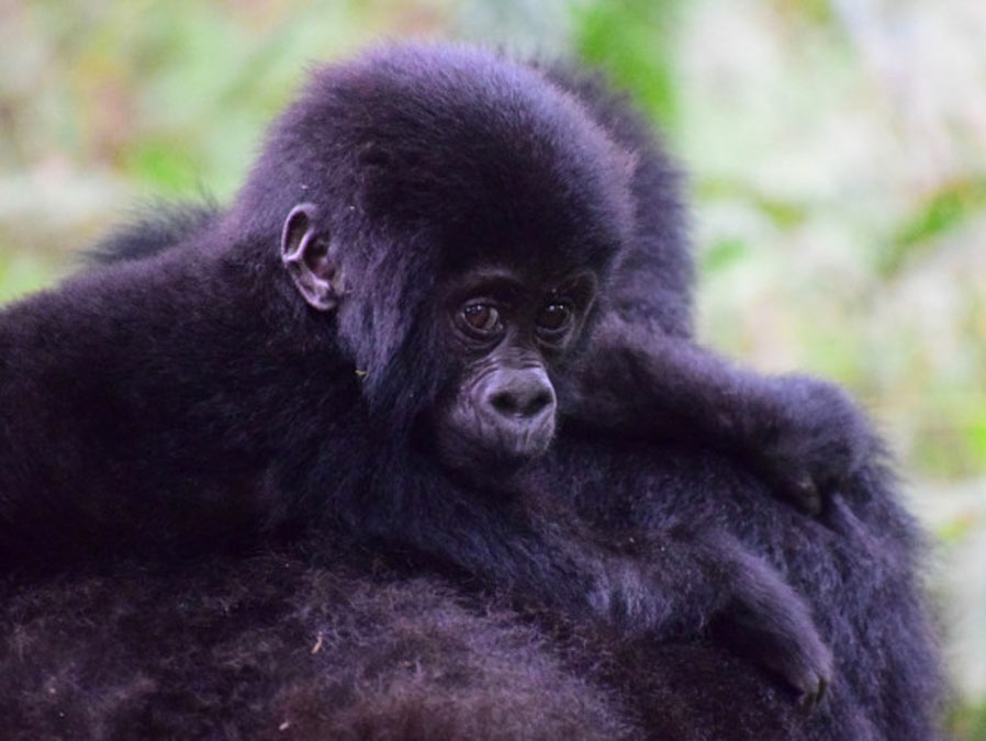 A Guide to Gorilla Trekking in Uganda: Travel Tips, FAQs & Tours