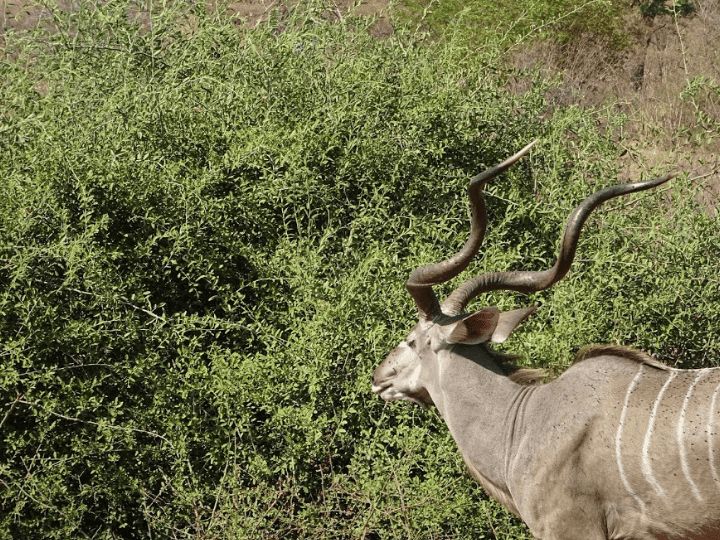 Kudu on Safari