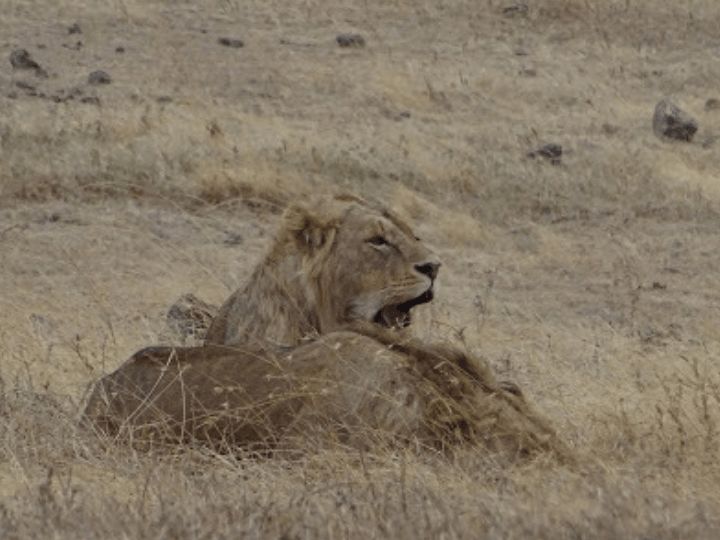 Serengeti Lions