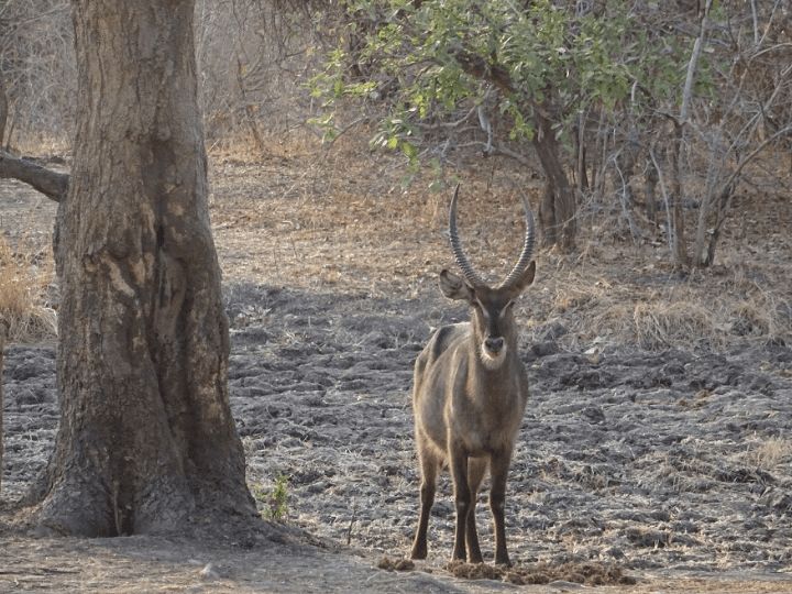 South Luangwa National Park