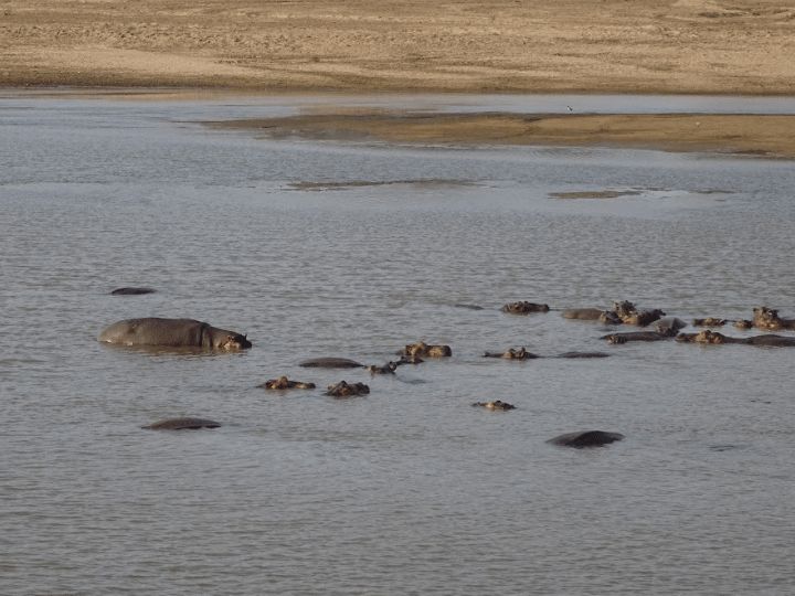 Hippos