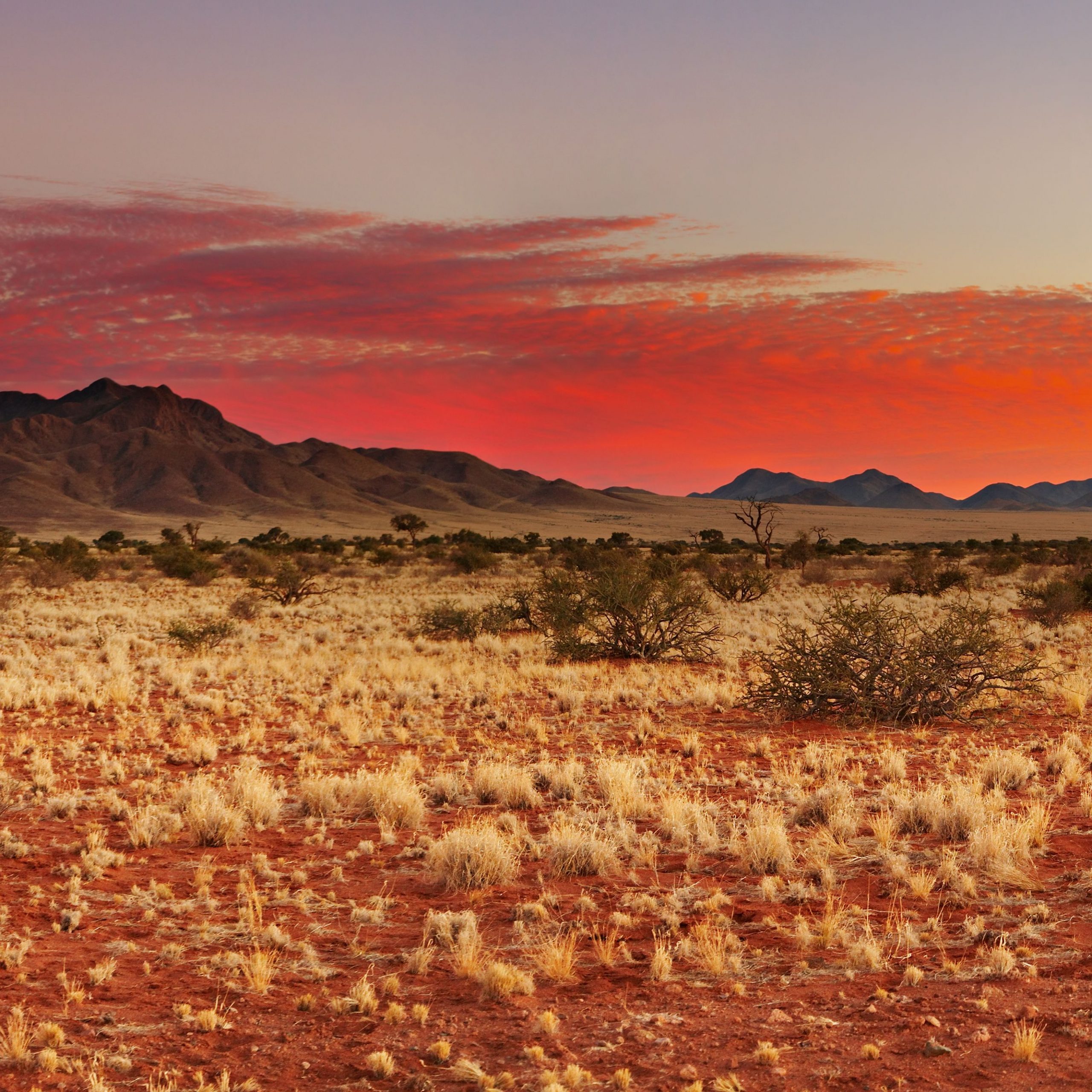 kalahari desert sunset and grass tufts with red sand and mountains in distant background