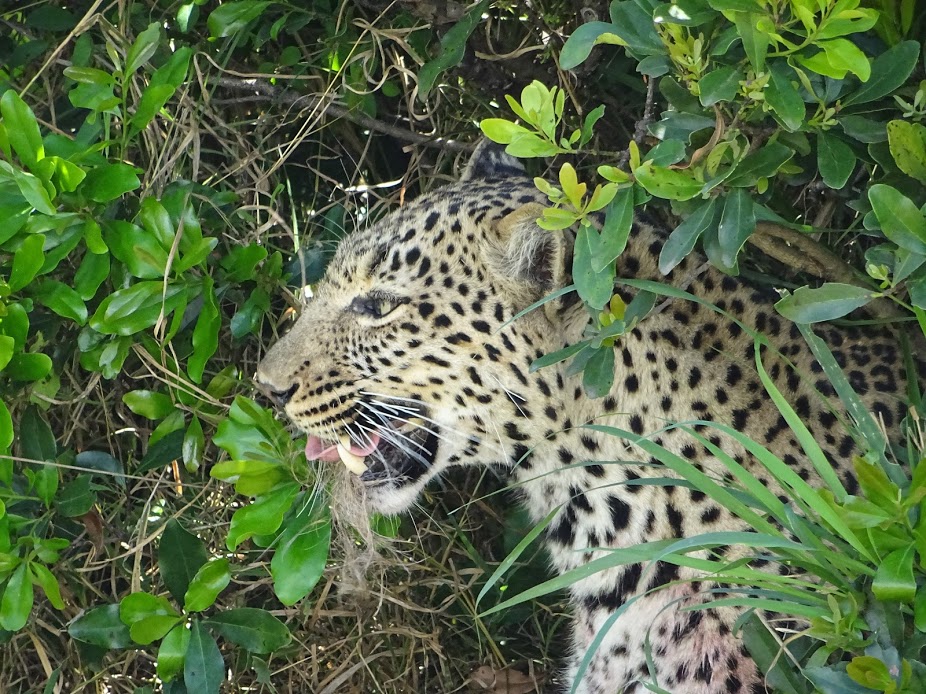 NUN14 Day 5 – 6: Etosha National Park, Namibia