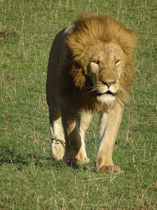 Lion in the Masai Mara