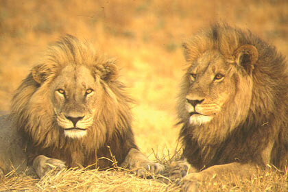lions-african-safari