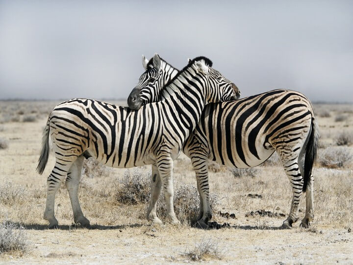 Etosha Safari on a budget