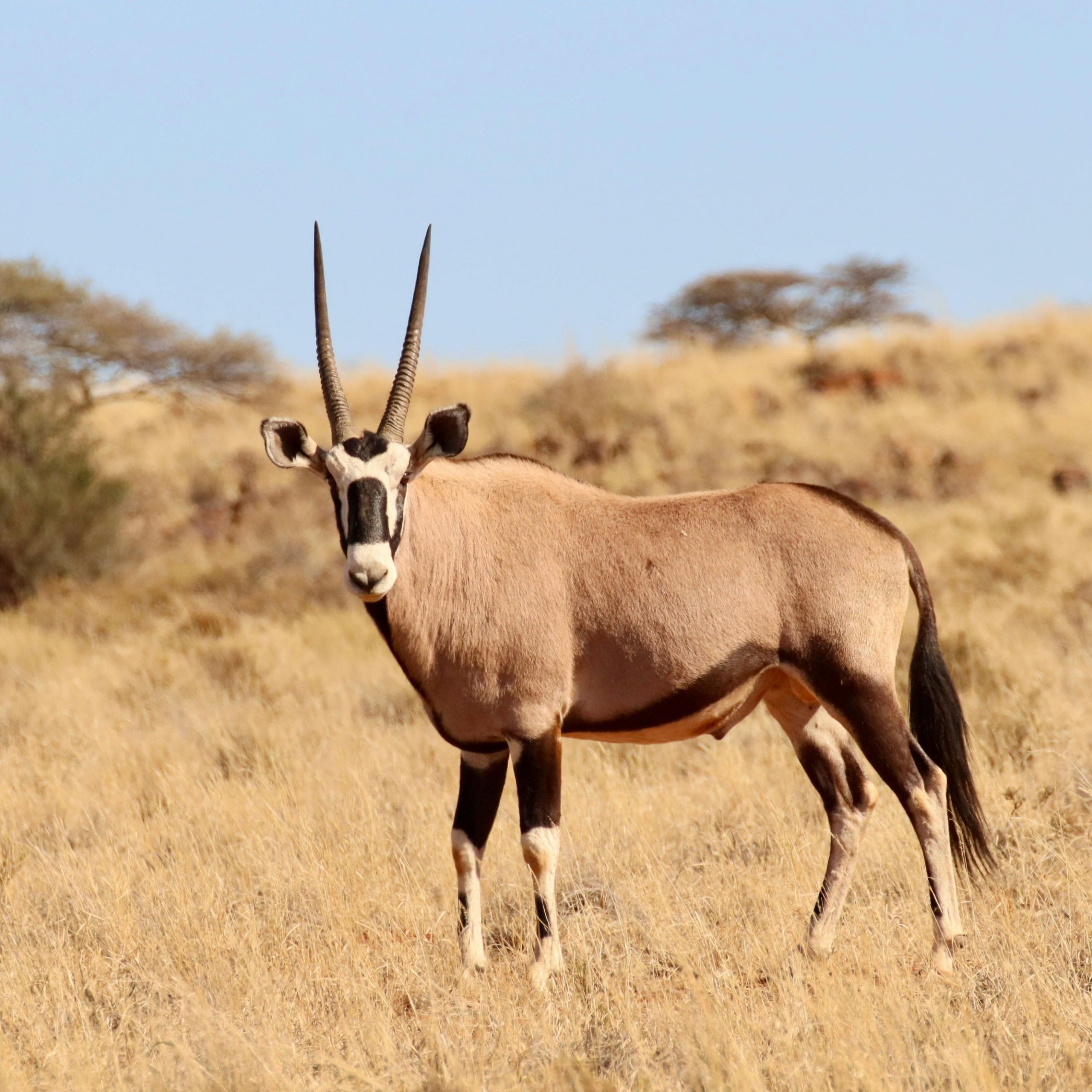 oryx in grassland of Kalahari Desert, namibia