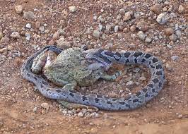 puff_adder-devouring_frog