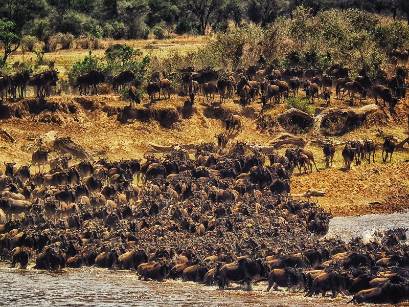 Wildebeest Migration