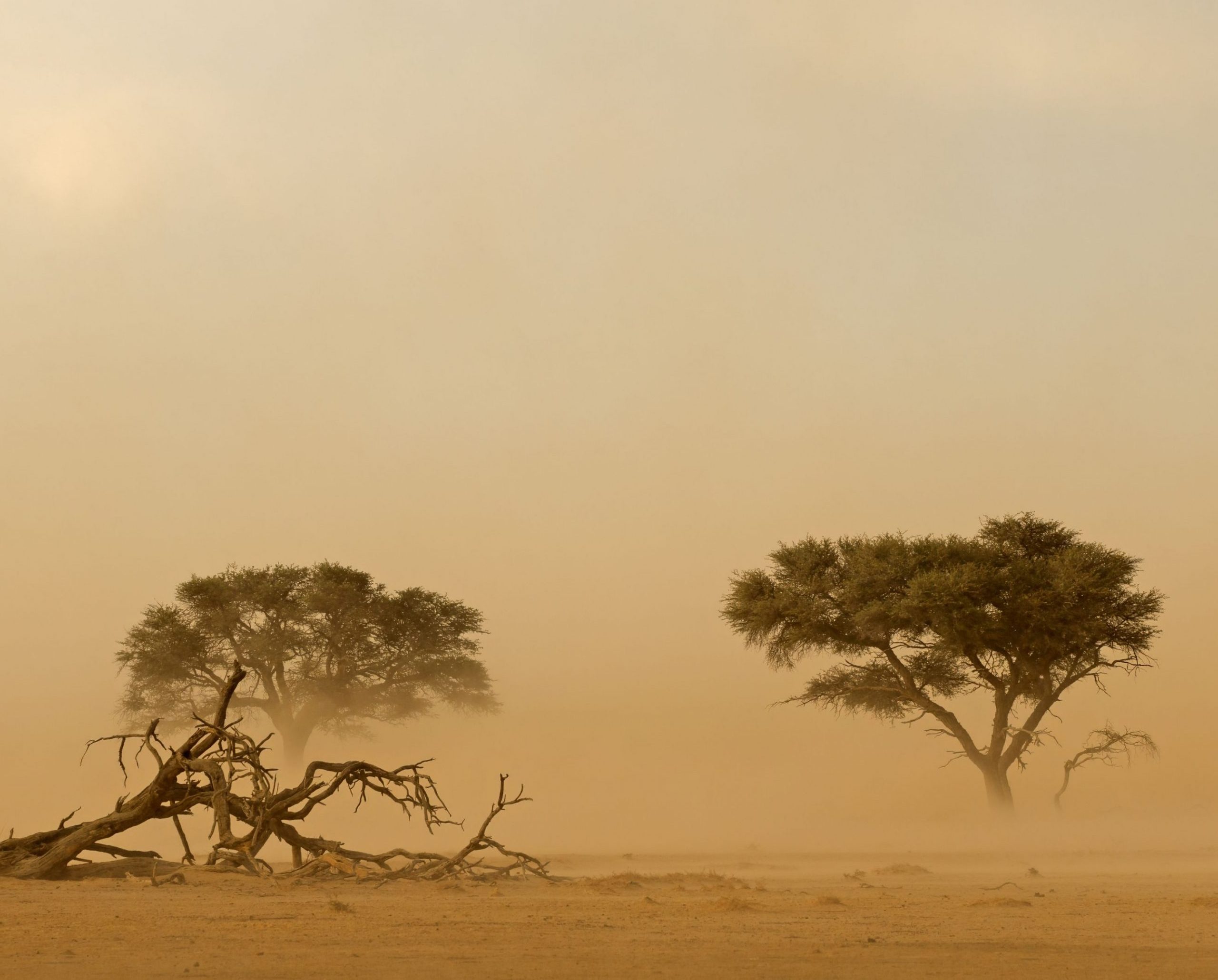sandstorm in the Kalahari, two battered acacia trees and a dead tree