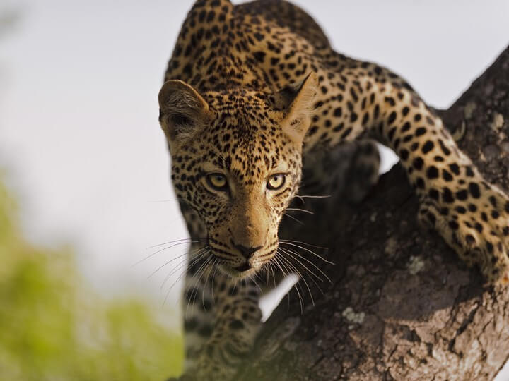 African Overland Tours Kruger National Park