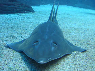 stingray