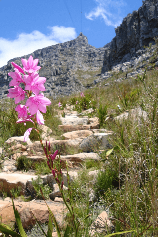NCN56 Day 01: Cape Town – Cederberg Region, South Africa 2026