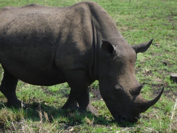 Umfolozi Hluhluwe National Park