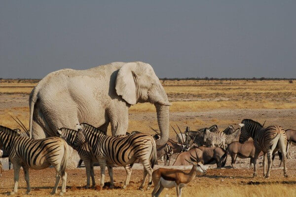 waterhole-at-etosha