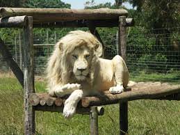 white_lion
