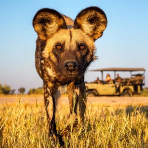 12 Day Botswana Safari Odyssey
