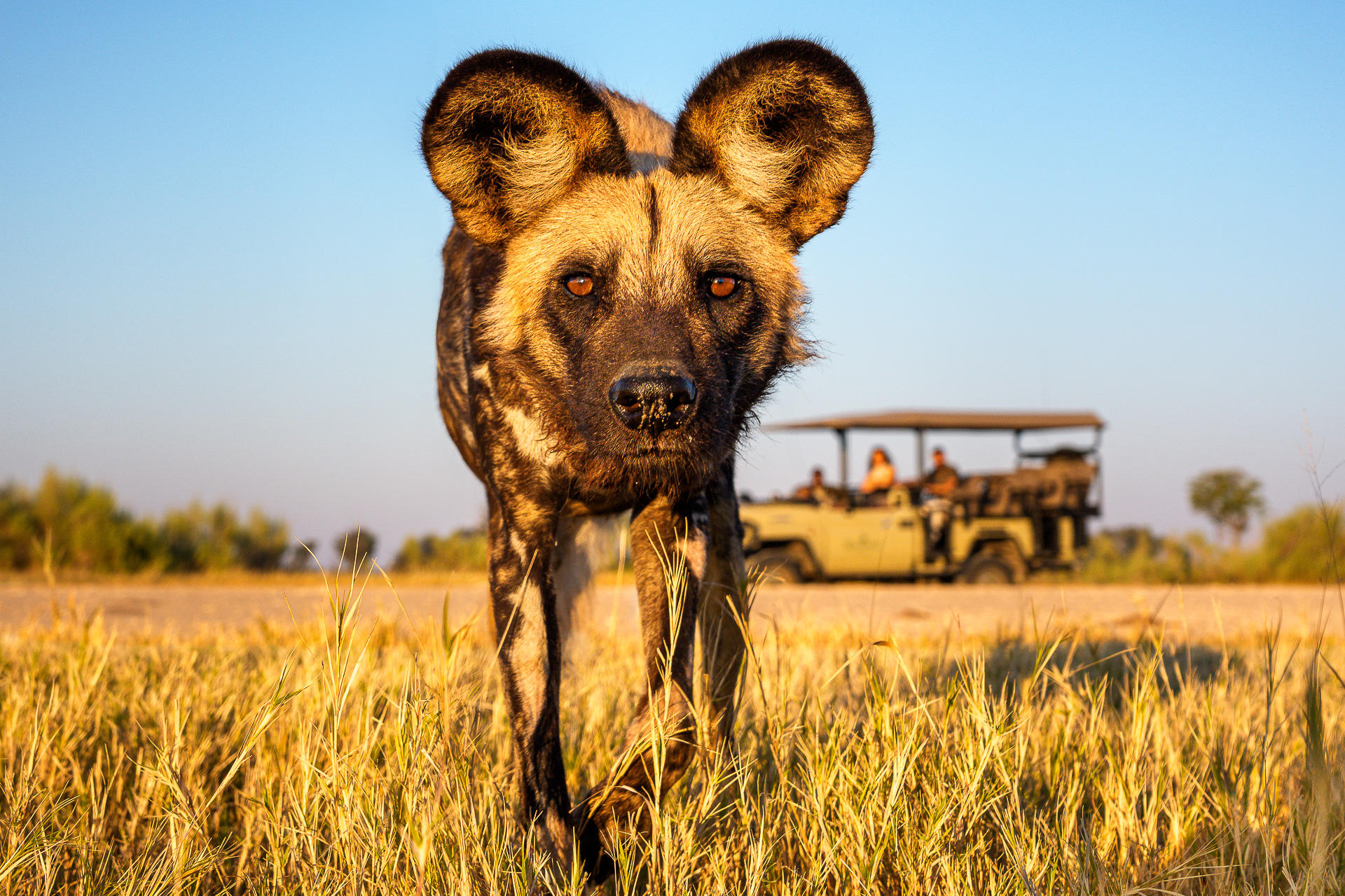 12 Day Botswana Safari Odyssey
