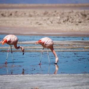 7 Day Tanzania Wildlife Small Group Adventure