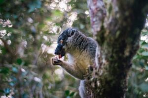 14 Day Madagascar Adventure Tour