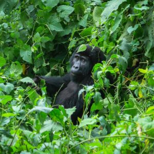 55 Day Cape Town to Nairobi and Gorillas Overland Adventure