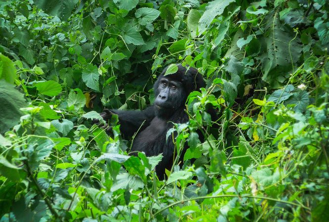 African Overland Tours Gorillas Tour