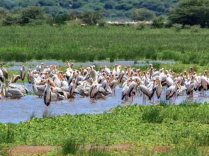7 Day Unforgettable Tanzania: Serengeti, Ngorongoro & Lake Manyara