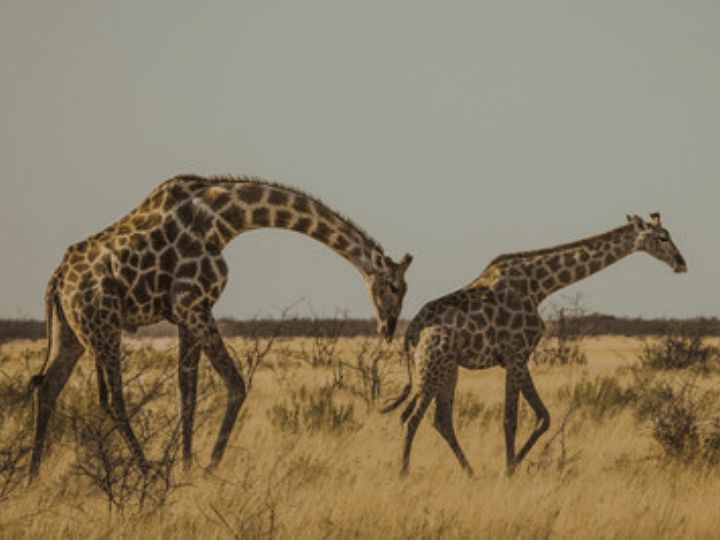 Namibia Etosha National Park Wildlife Safari Drive Giraffes