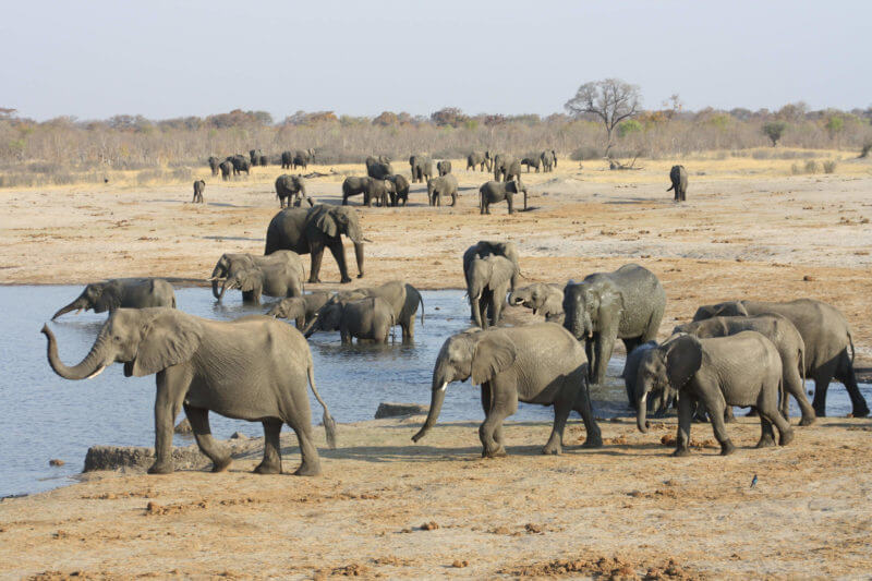 15 Day Botswana and Zimbabwe Safari