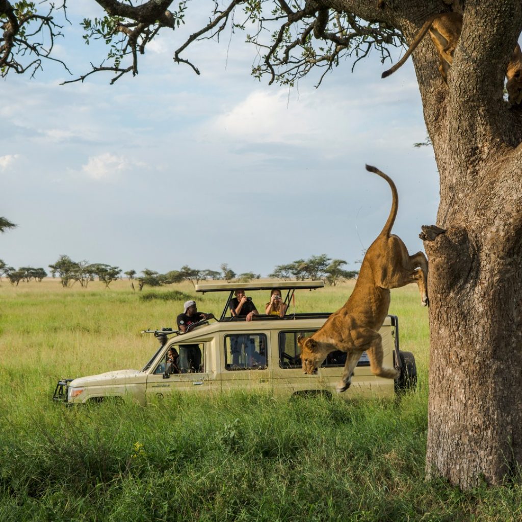 Tanzania Serengeti Safari Truck Tree Lion Jumping Off