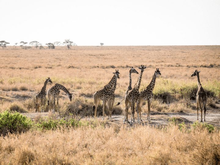 Serengeti game drives
