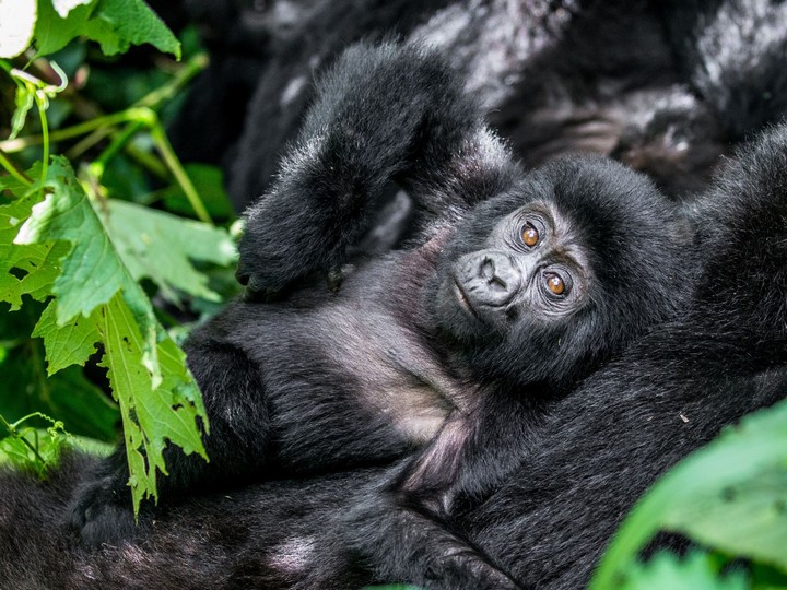 Rwanda gorilla trek