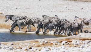 21 Day Highlights of Southern Africa