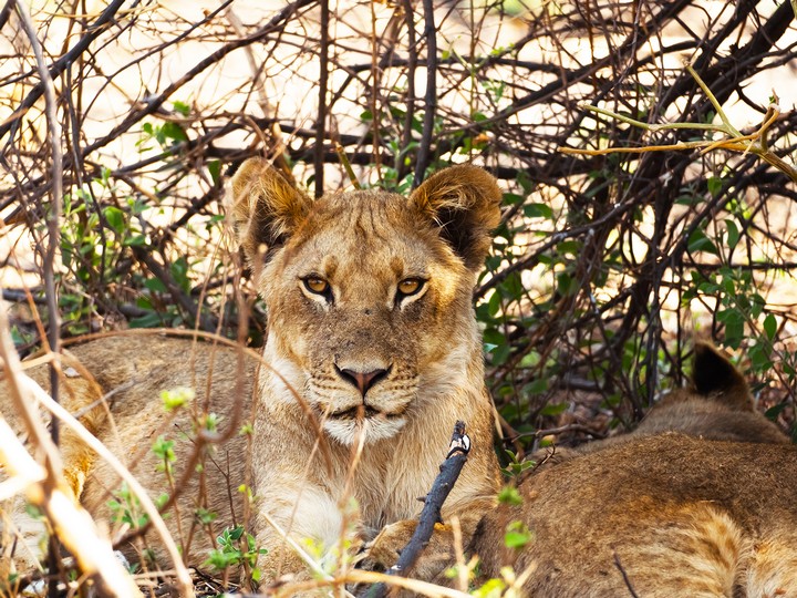 African Overland Tours Lions in Hwange