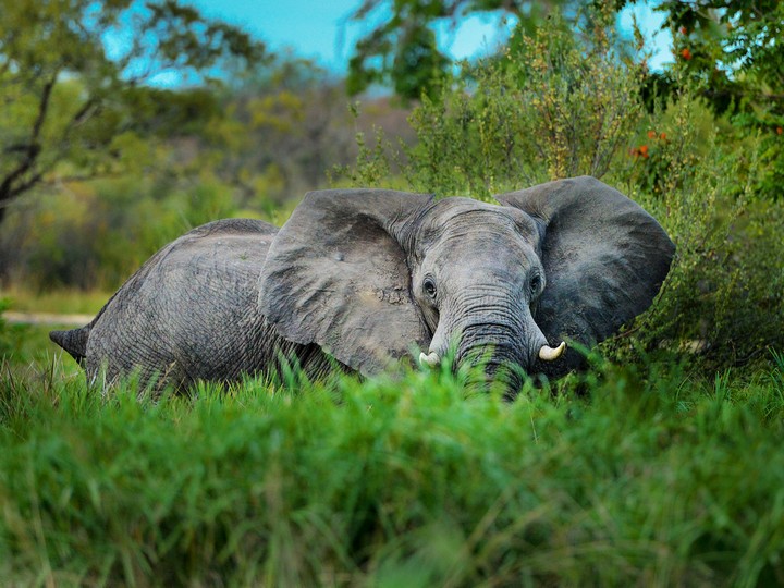 10 Day Botswana Family Tour