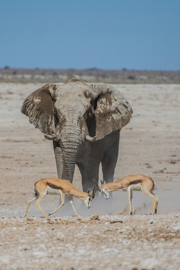 African Overland Tours Etosha National Park