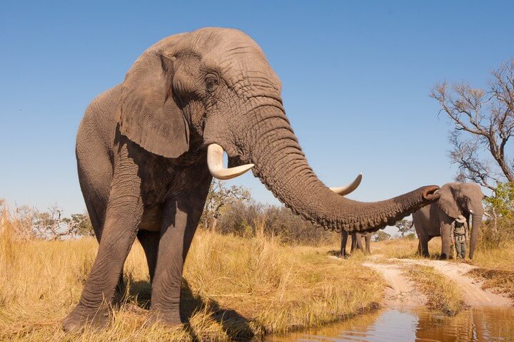 15 Day Botswana Wilderness Safari