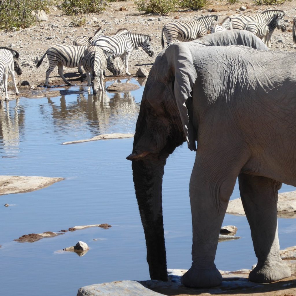 Elephants and Zebras in Etosha