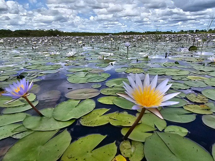 NACN56 Day 15: Khwai Conservation Area 2026