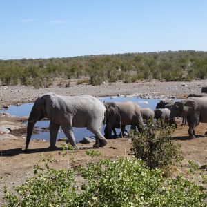 25 Day Gorillas to Zanzibar Overland Lodge Adventure