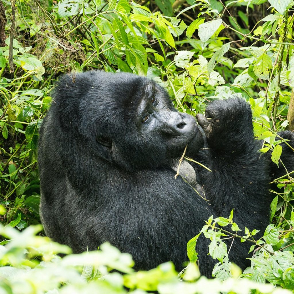 Mountain Gorilla